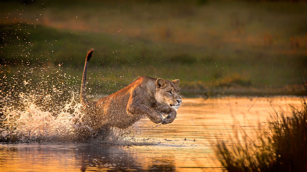 Botswana safari