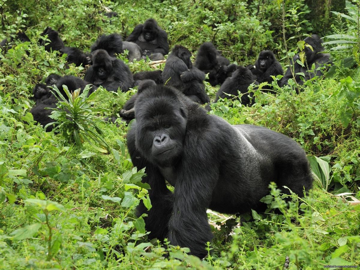 GORILLAS MOUNTAIN