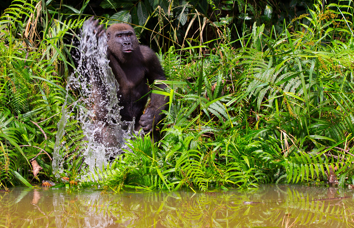 Gabon Gorilla