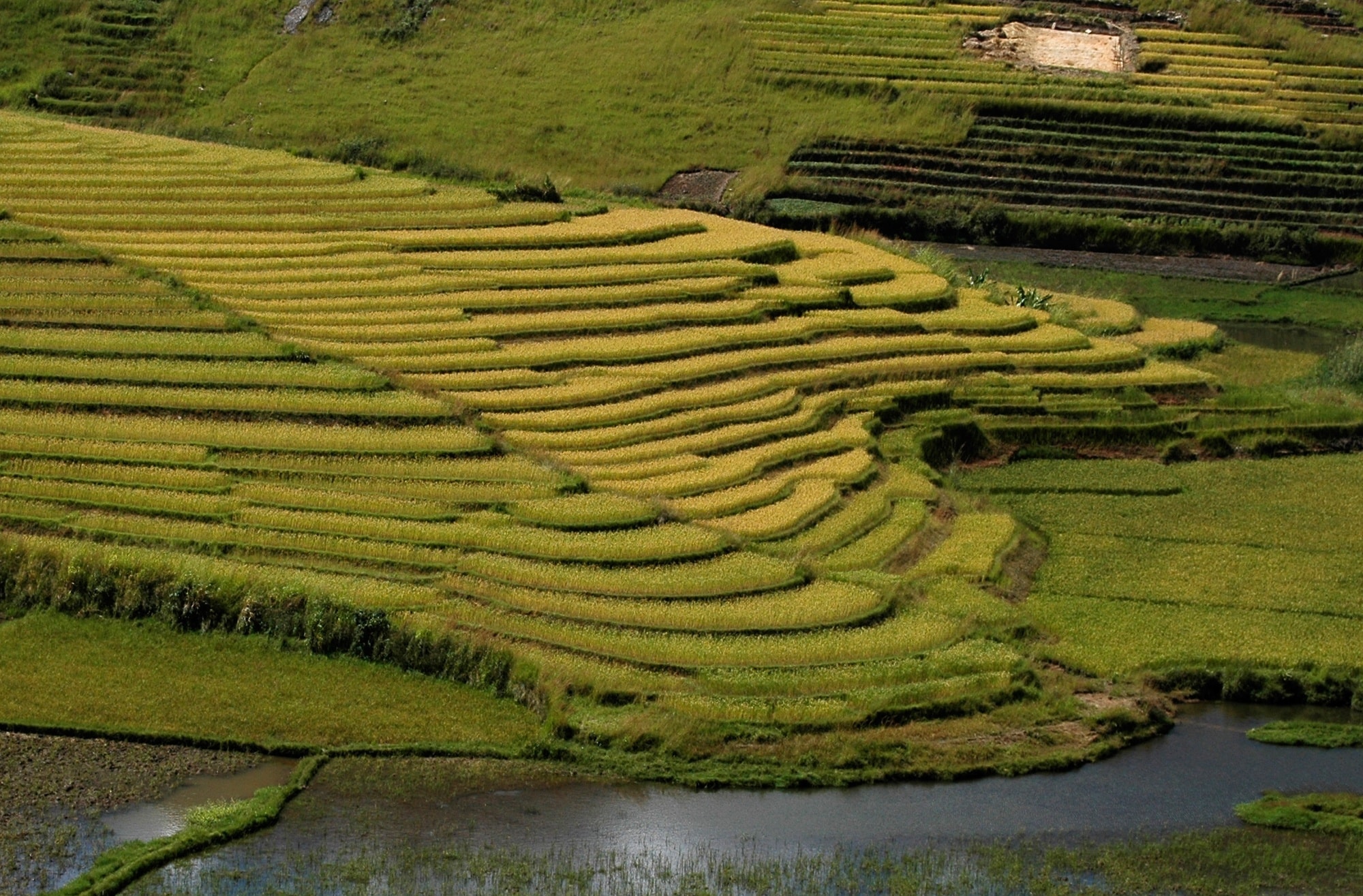 Madagascar verde